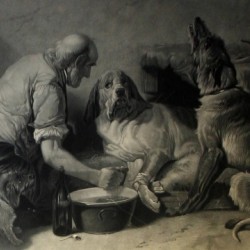 A family washing their dogs